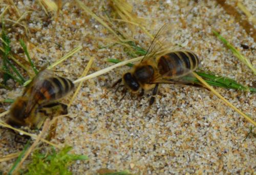 Apis mellifera